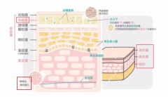 美巢BI-SU燕窝精华焕彩保湿面霜 打造水润健康肌